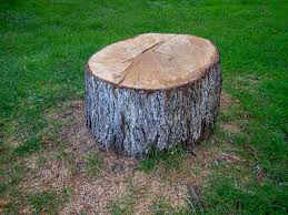 Trusted Alderton, WA Tree Care Experts
