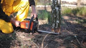 Best Hedge Trimming  in Alderton, WA