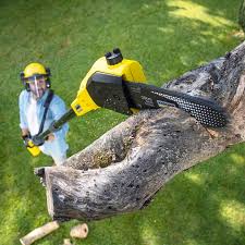 Best Lawn Renovation and Restoration  in Alderton, WA