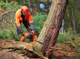 Best Weed Control  in Alderton, WA