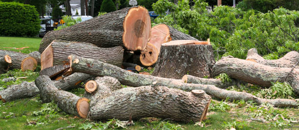Best Storm Damage Tree Cleanup  in Alderton, WA