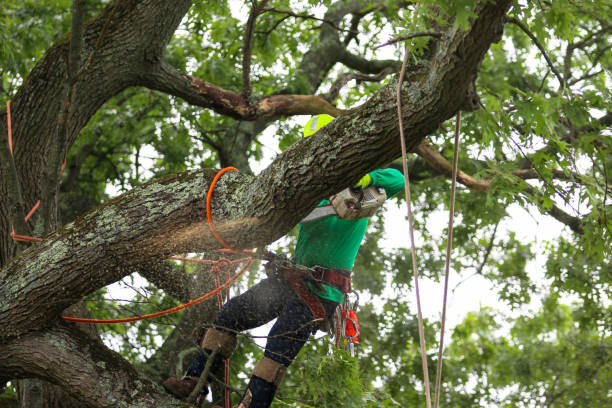 How Our Tree Care Process Works  in  Alderton, WA