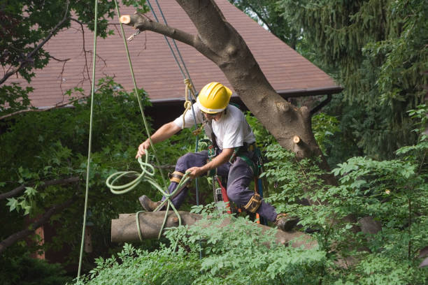 Best Tree Health Inspection  in Alderton, WA