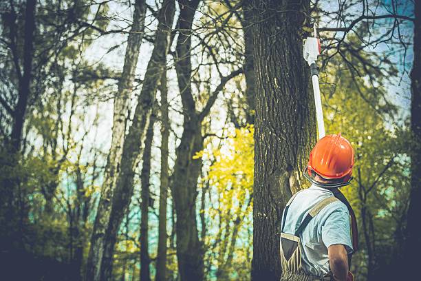 Best Tree Removal  in Alderton, WA
