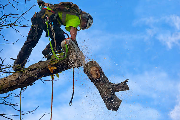 Best Commercial Tree Services  in Alderton, WA